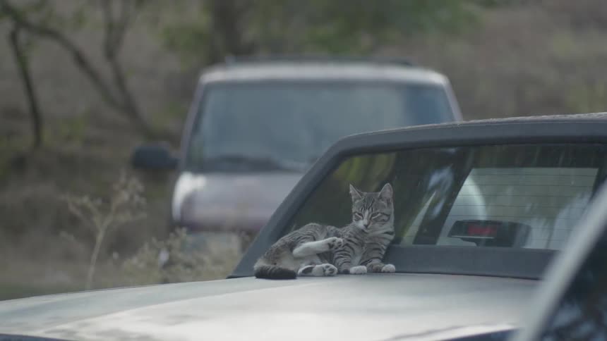 A cat grooms itself while sitting on an old car