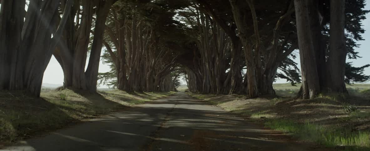 Old trees line a rural road