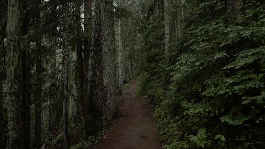 A dirt trail in the forest