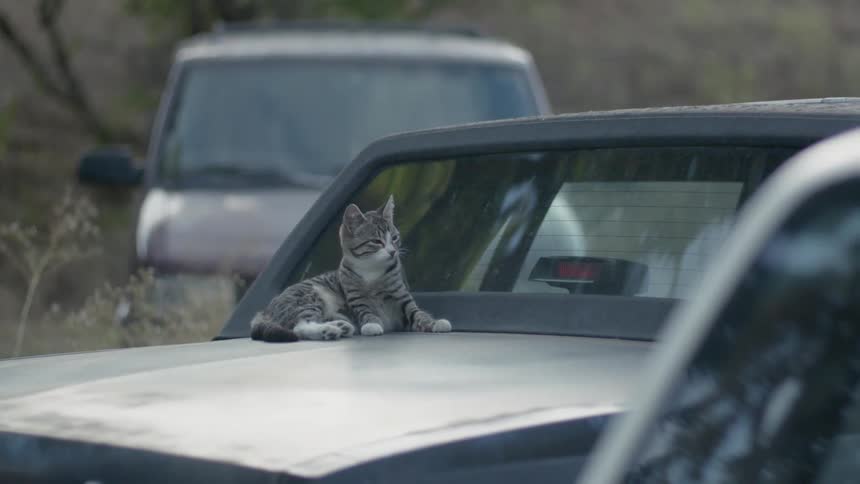 A cat is cleaning itself as it sits on a car in daylight