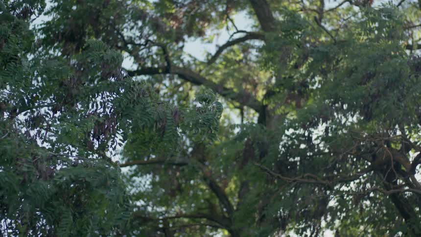 Wind blows through tree branches