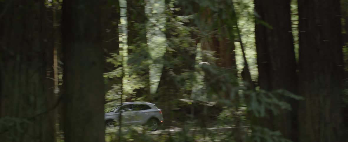 Car drives through thickly wooded area