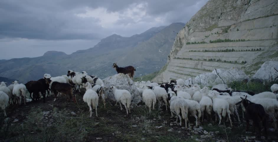Large group of cattle walks in a rocky field