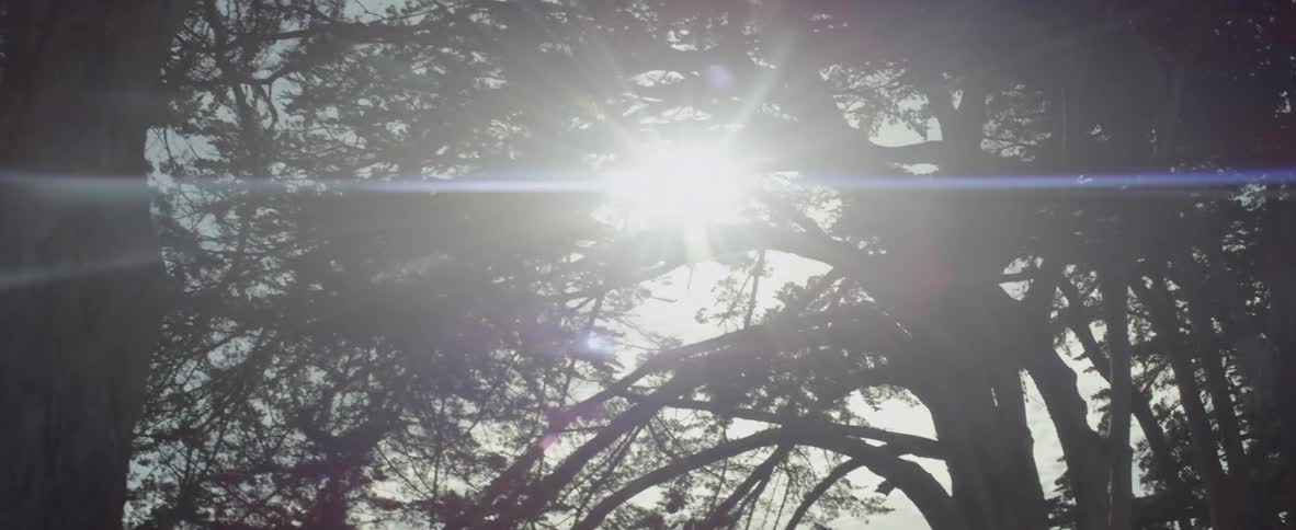 Sunlight breaking through a treetops