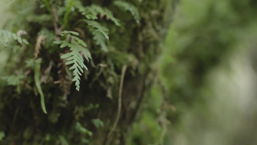 Close up of a tree with green all over it