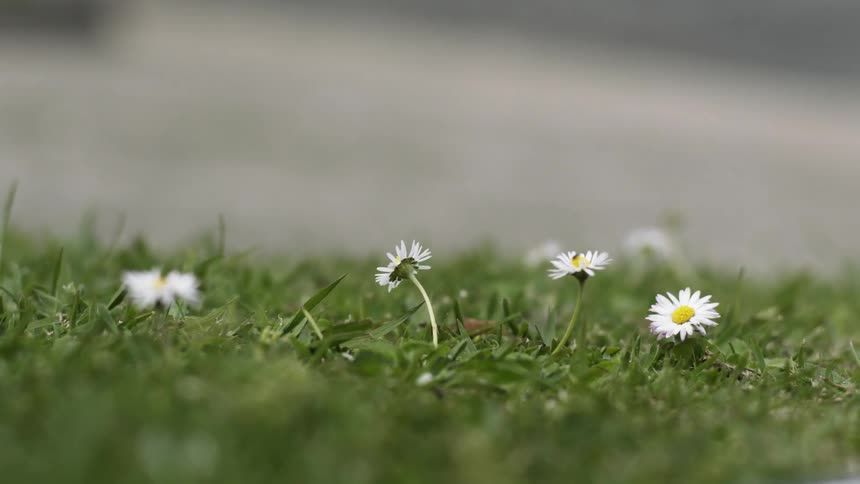Flowers are growing in the grass