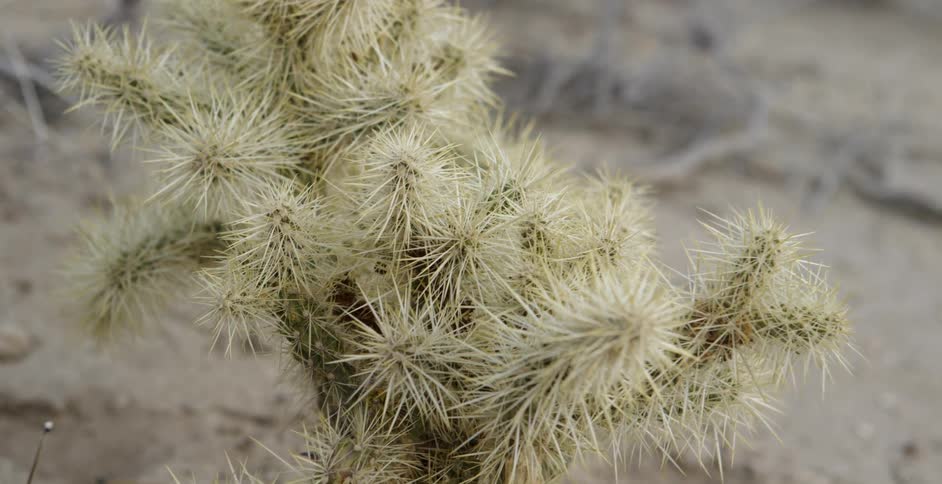 A cactus is covered with thorns