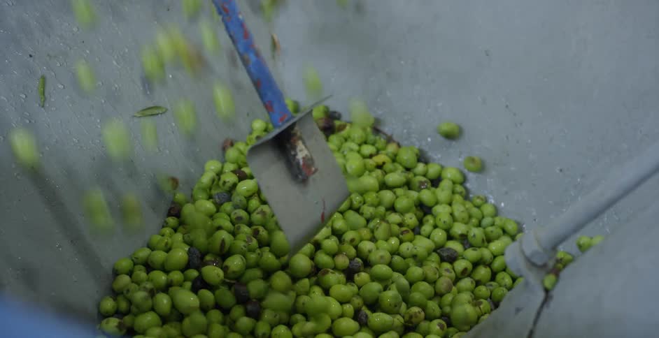 Harvested olives are poured into a sorting machine