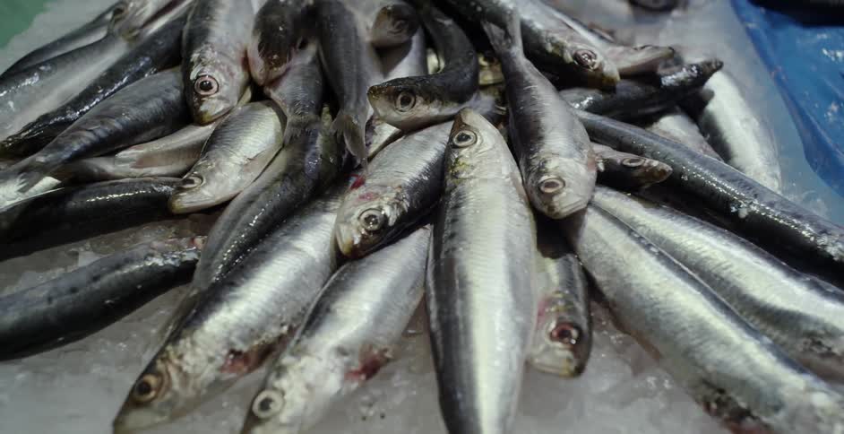 Fish are displayed for sale on ice