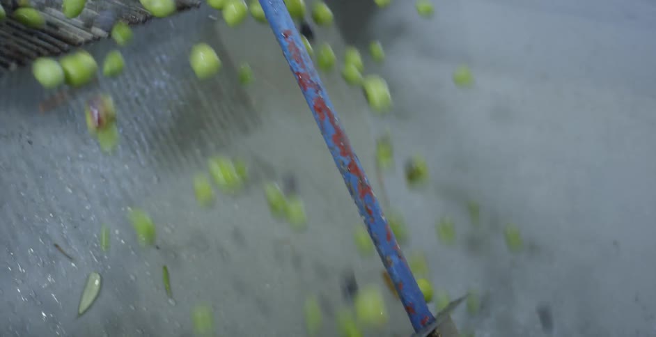 Green olives move through a chute into a bin