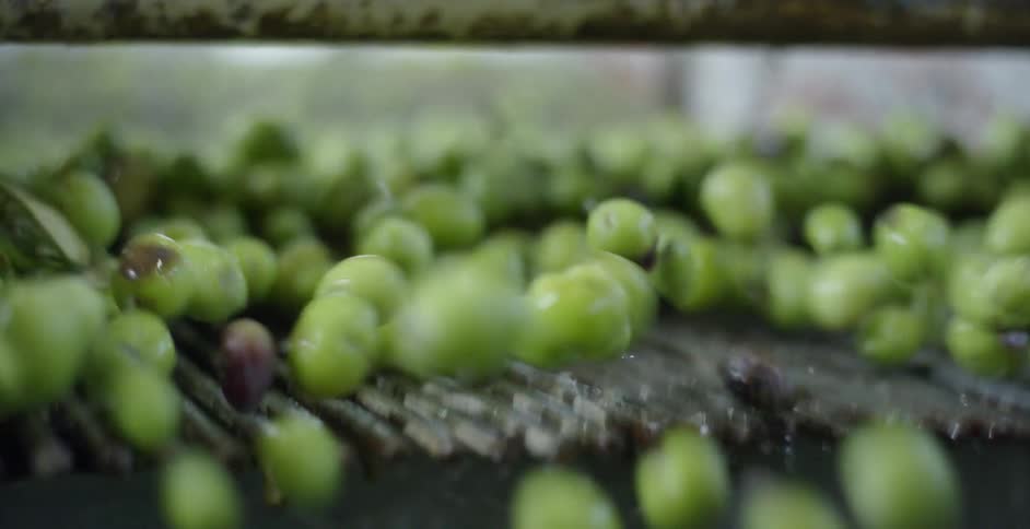 Harvested olives are poured into a sorting machine