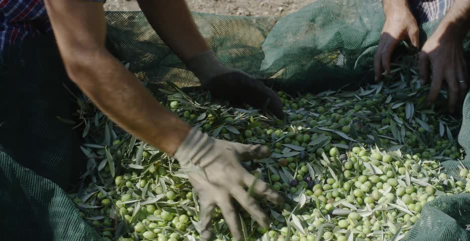 A group of workers sort harvested crops