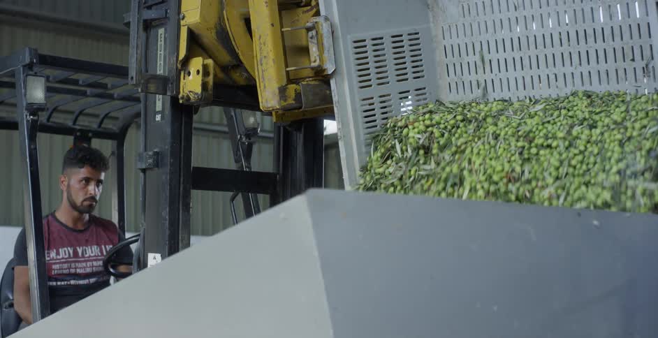 A man pours harvested olives into a sorting machine