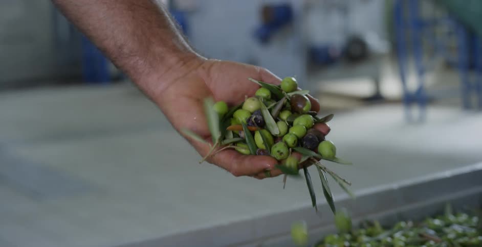 A person reaches in and pulls up a handful of greens