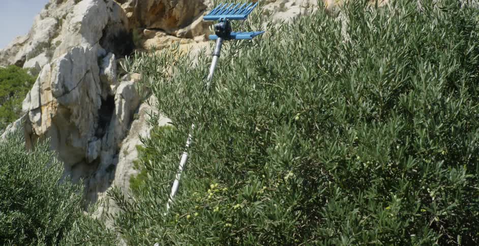 A man is using a piece of equipment to grab at the branches of a tree