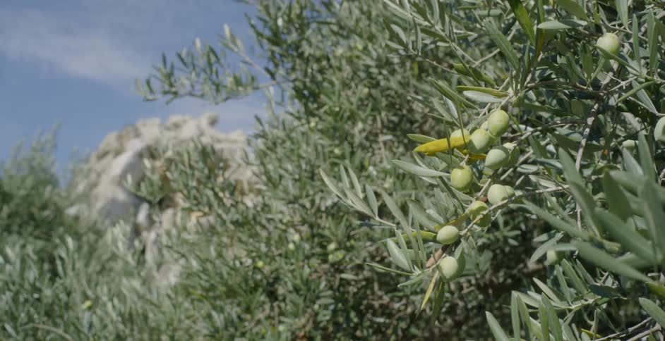 Green fruit hangs from a tree