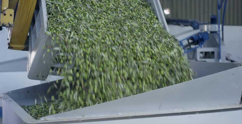 A crate of olives are poured out in a factory