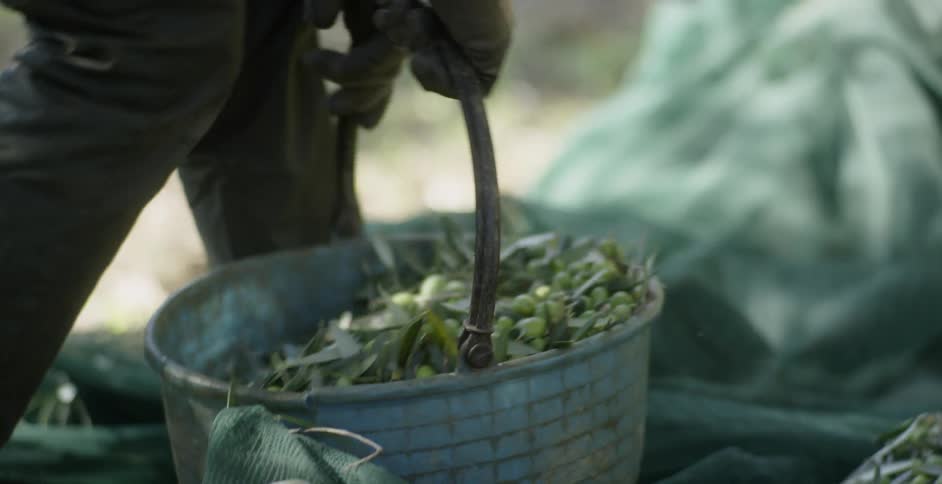 A farm worker gathers harvested olives into a bucket