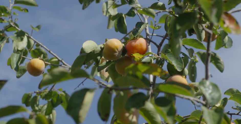 The tree is full of brightly colored fruit