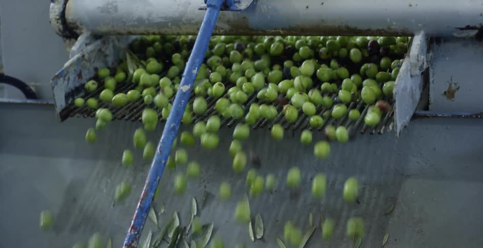 Harvested olives are poured into a sorting machine