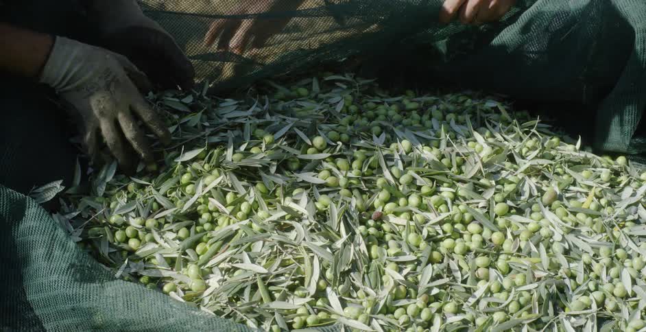 People are sorting through the greens in the bag