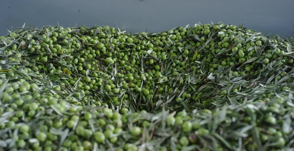 Harvested olives are poured into a sorting machine