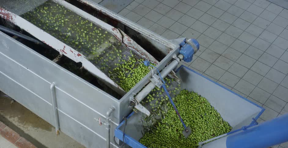 Green produce moves down a conveyor belt into a bin