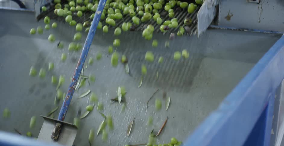 Harvested olives are poured into a sorting machine
