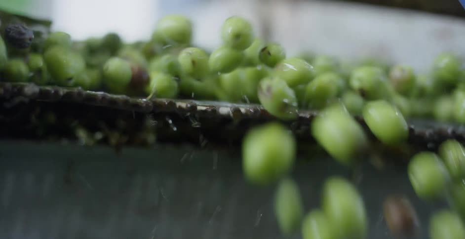 Peas rolling off conveyor belt