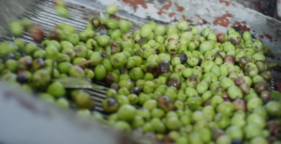 Harvested olives are poured into a sorting machine
