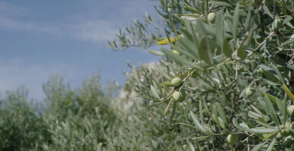 The wind is blowing the plants of the farm