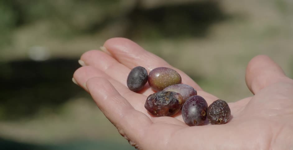 A person holds some grapes in their hand