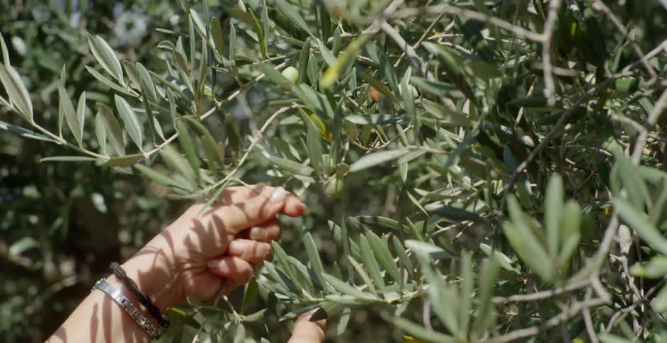 A woman picks olives from a tree branch