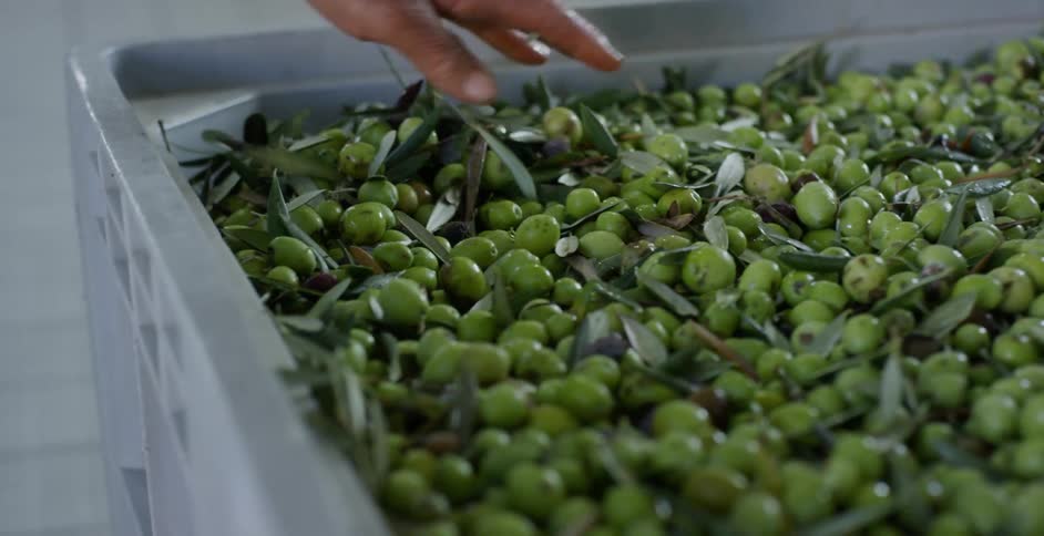 A woman sorts through harvested olives