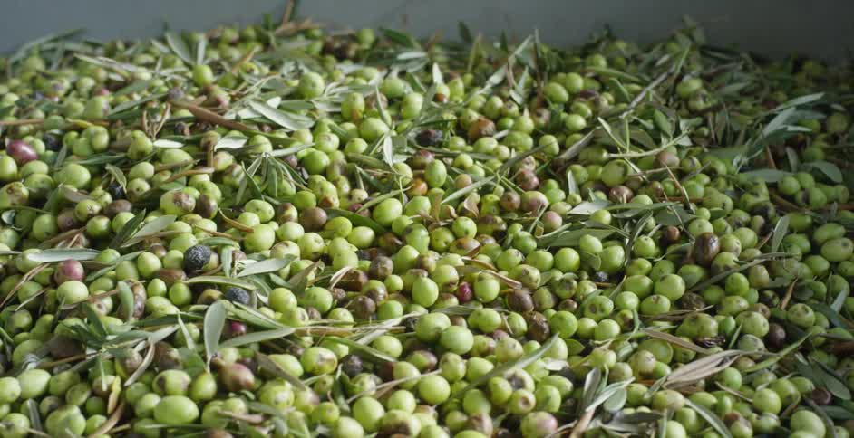 Large vat of olives and leaves