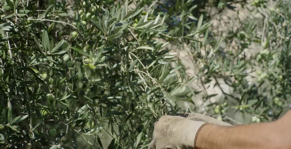 A man picks olives off of a tree