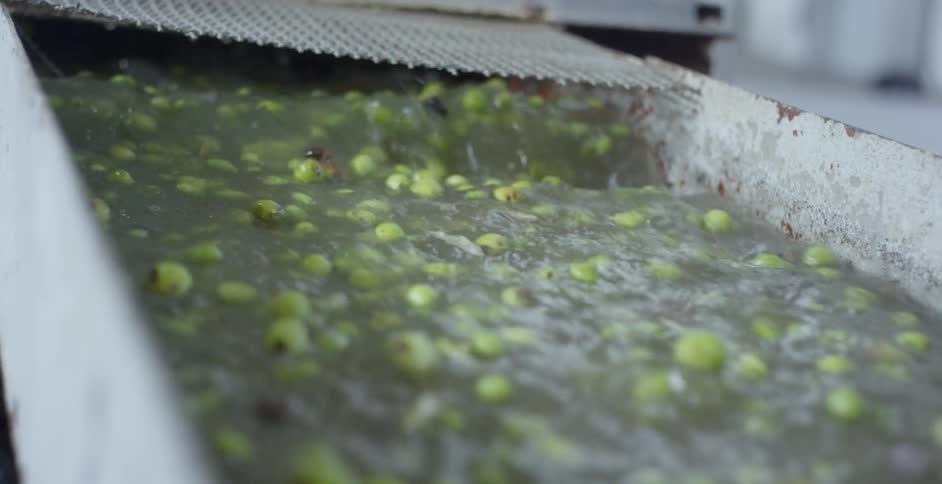 Olives flowing in water splashing down a conveyor belt