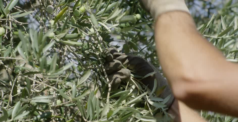 A man picks olives off of a tree