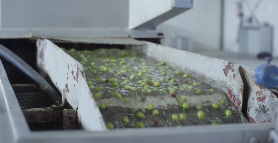 Olives are poured through a sorting machine filled with water