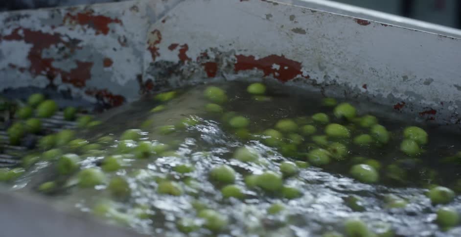 Olives flowing in water splashing down a conveyor belt