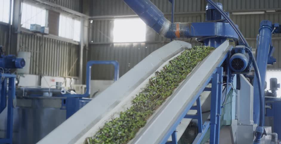 Olives and leaves ride up on a conveyor belt in a factory