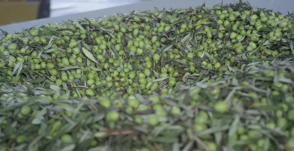Green olives are sorted in a bin