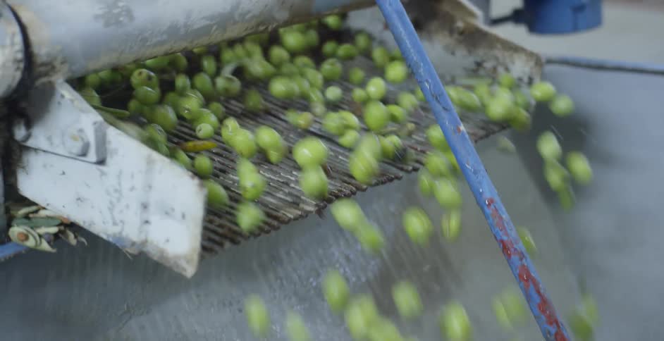 Harvested olives are poured into a sorting machine