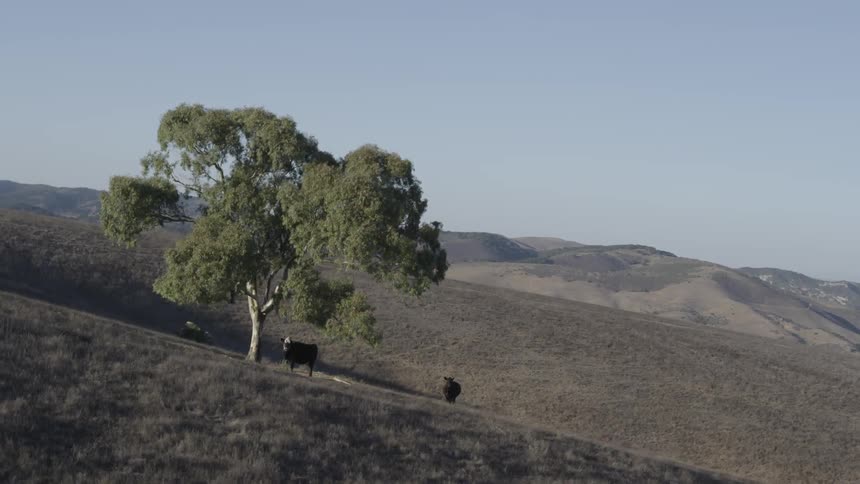 Two cows stand near a lone tree on farmland