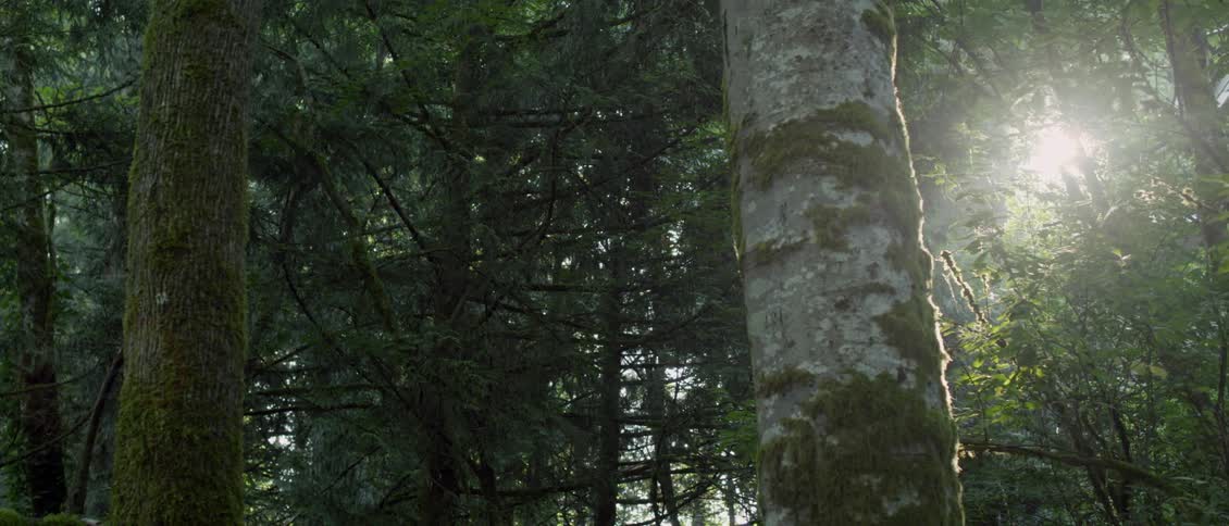Tall trees tower in the forest