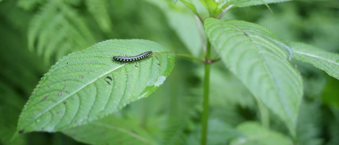 Insect crawls on a plant leaf