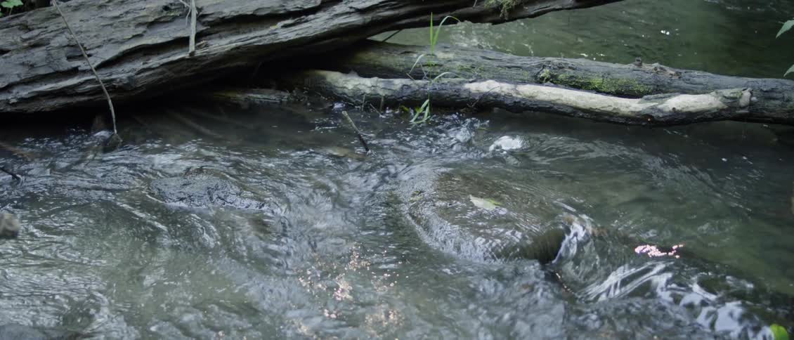 The stream is pouring over the rocks and branches