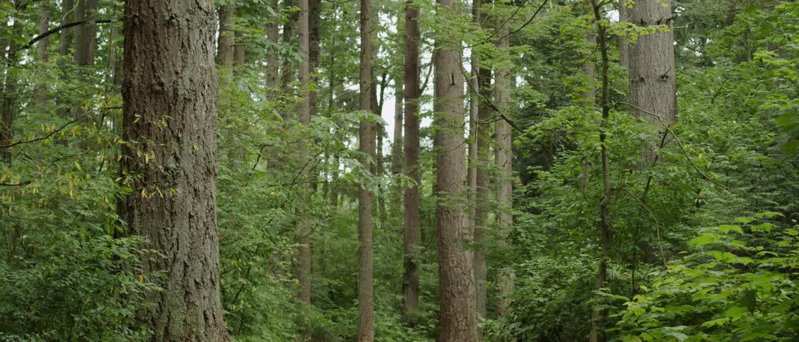 Trees grow in a forest