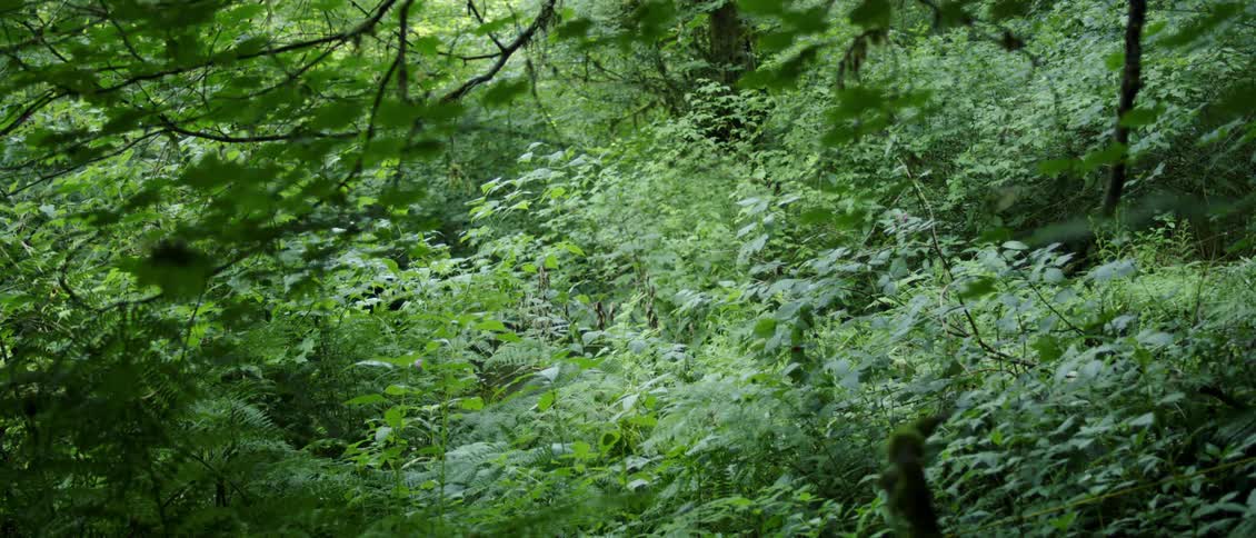 Thick green forest undergrowth