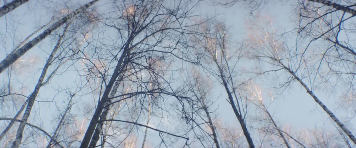 Leafless trees are being highlighted by the rising sun on a breezy morning